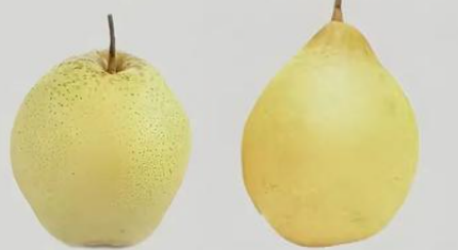 梨類存儲(chǔ)條件指南（雪梨、鴨梨）——不同品種溫濕度差異及實(shí)操方案